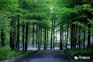 為尋烏點贊 我縣全面推行林長制，筑牢綠色生態屏障